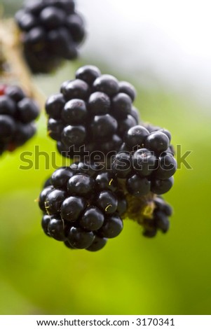 Blackberry fruit, close-up image of a summer fruit