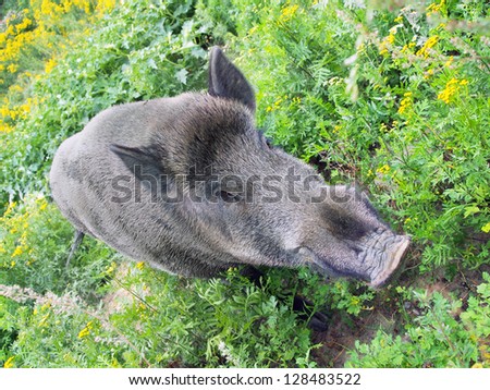 Black wild boar pig in vegetation.