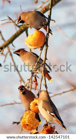 Four birds eating apples on tree in winter.