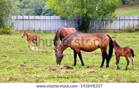 Horses grazing and taking rest on the green field.