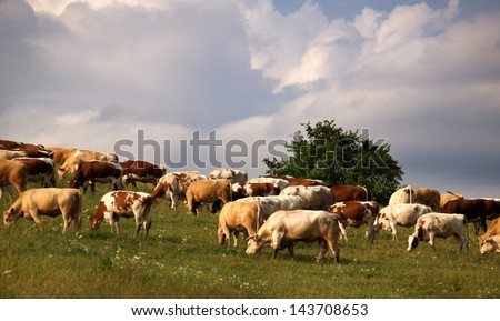 Cows on meadow in Slovakia