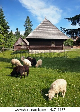 Herd of black and white sheep with folk buildings in Pribylina open-air museum. Pribylina museum shows typical folk architecture and life-style of Slovak rural communities in the previous centuries.