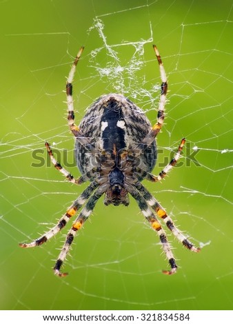 A vertical close-up view of a spider weaving its web on the green background. Biological order: Araneae.