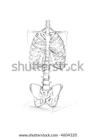 Bones Of Upper Limb, Thoracic Bones Stock Photo 4604320 : Shutterstock