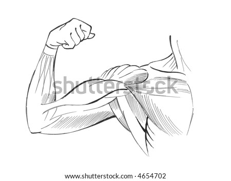 muscles of arm. stock photo : Arm muscles