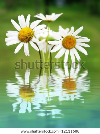 Bouquet of daisy flowers on the water
