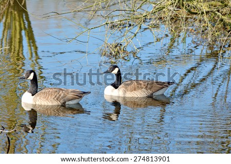 Canada Goose,Lower Rhine,North Rhine Westfalia,Germany