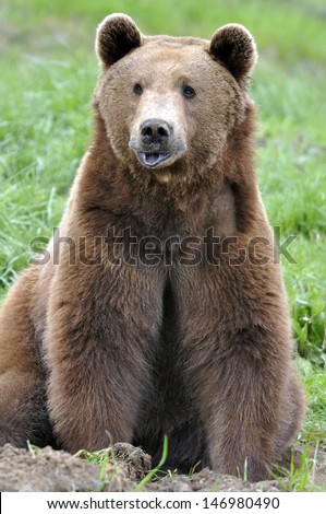 a brown bear/Brown Bear