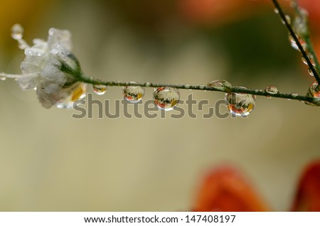 tiny white baby\'s breath with reflective water drops/reflections in a drop