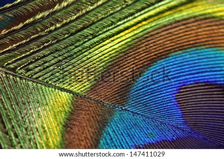 macro image of peacock feather/Peacock Feather II