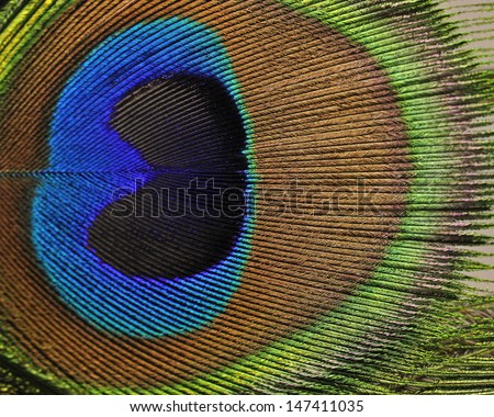 Macro Image Of Peacock Feather/Peacock Feather