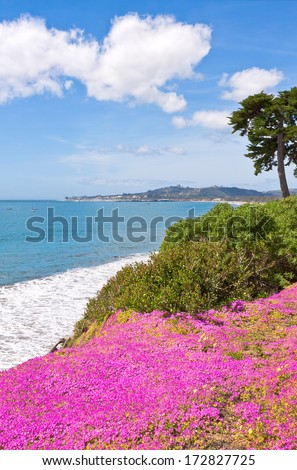 Purple ice plant blooming on a cliff overlooking the Pacific ocean in Santa Barbara, California.