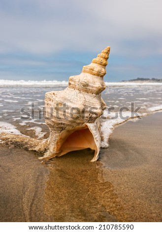 A horse conch on a sandy beach with ocean water flowing around it.