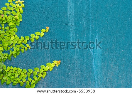 A plant vine on a cement wall.