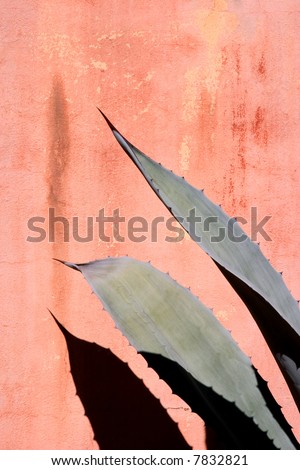Agave leaves against a stained wall.