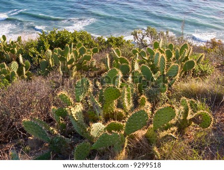 Cactus growing in the hills above Pacific Coast Highway near Malibu, California.