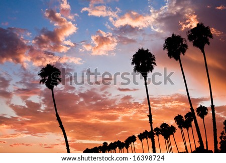 A row of palm trees at sunset in Santa Barbara, California.