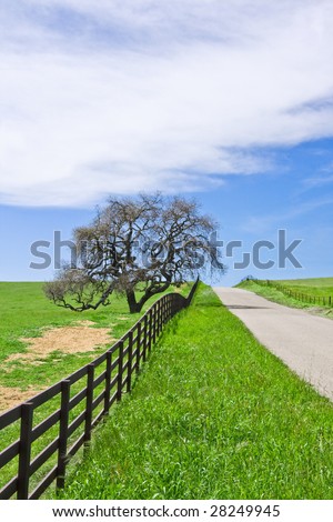 An old oak tree and fence along a deserted country road.