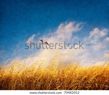A field of tall, brown Veldt grass with fog and seagulls on a windy day.  Image has a nicely textured and grained paper overlay.