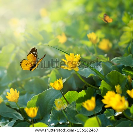 Spring background with yellow flowers and butterfly