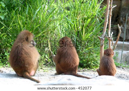 three monkeys enjoying the sun