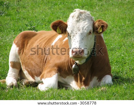 Lazy Cow