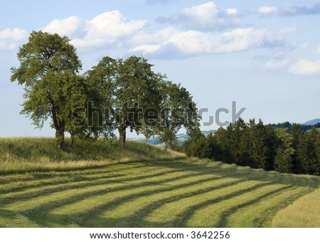 Austrian landscape with some trees and a freshly  cut field