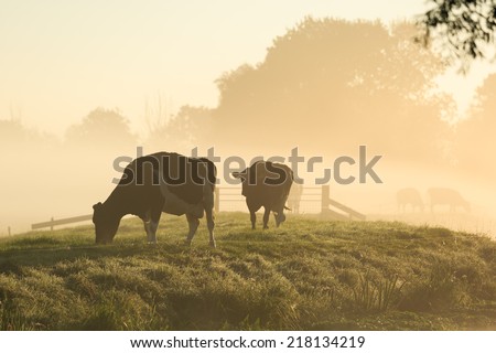 Cows on a dike of a small river in Holland during a foggy sunrise.