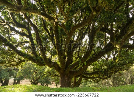 Old laurel tree in a forest on Madeira, Portugal