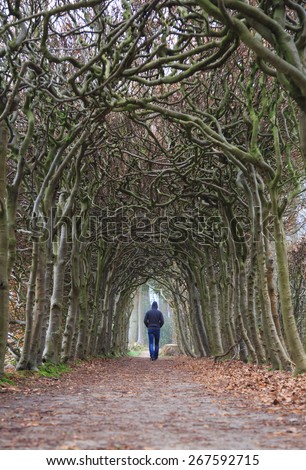 Man alone walking in a tunnel of trees on a foggy, spring morning.