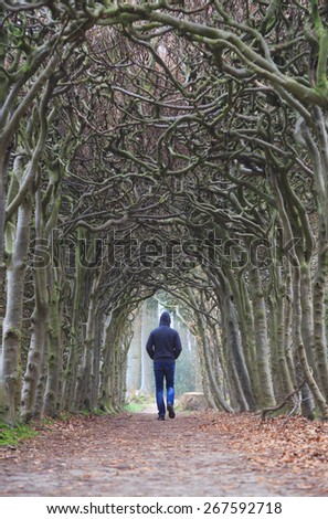 Man alone walking in a tunnel of trees on a foggy, spring morning.