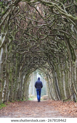 Man alone walking in a tunnel of trees on a foggy, spring morning. Melancholy emotions concept.