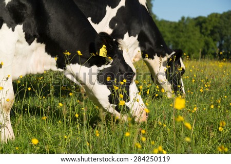 Dutch cows grazing in a buttercup flowers filled meadow in summer.