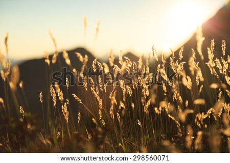 Grass in the last sunlight during a warm sunset in the Swiss mountains. Shallow D.O.F.