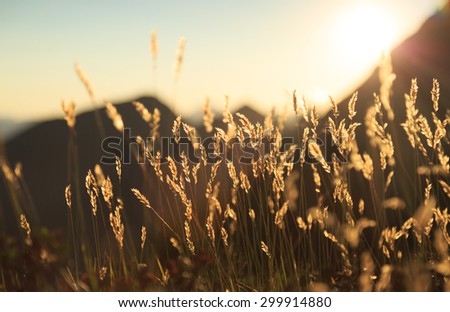 Grass waving in the wind during a sunset in the Swiss mountains.