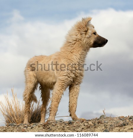 Herding dog in the mountains of Asia