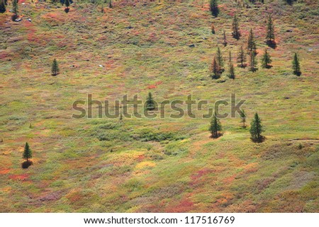 Alpine tundra in the mountains. Elfin wood and spruce