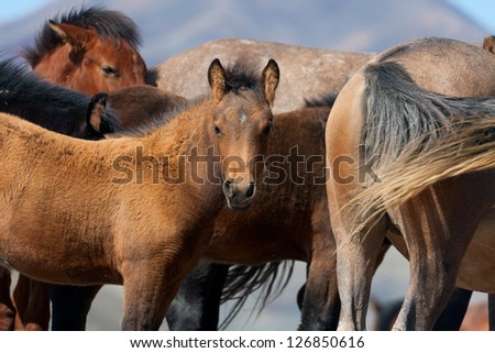 A herd of horses with foals