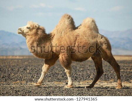 Bactrian camel in the steppes of Mongolia. True to transport a nomad