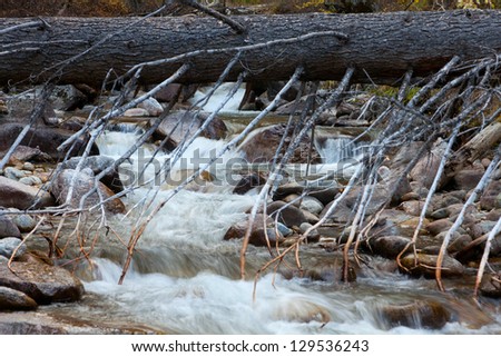 Mountain stream in early morning. In the forest the rain