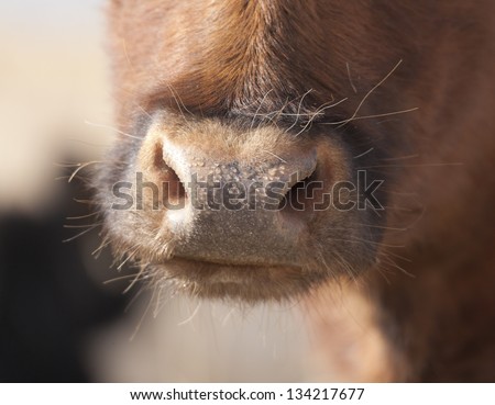 Cow nose close up. On the nose sweat