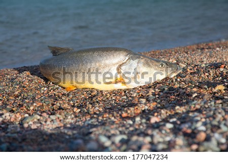 Big fish on the lake