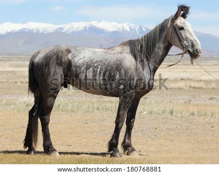 Photo horse walking around the field on a background of mountains