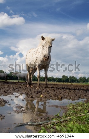 The horse and reflection. After a rain