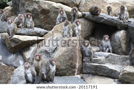 Pics Of Monkeys. stock photo : Herd of monkeys