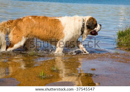 St. Bernard dog on the shore of the reservoir