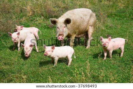 Family of pigs on the green grass
