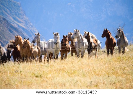 herd of horses. stock photo : A herd of horses