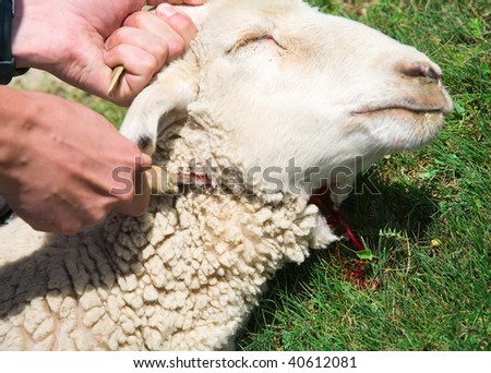 A man kills a sheep for a fact that would make dinner