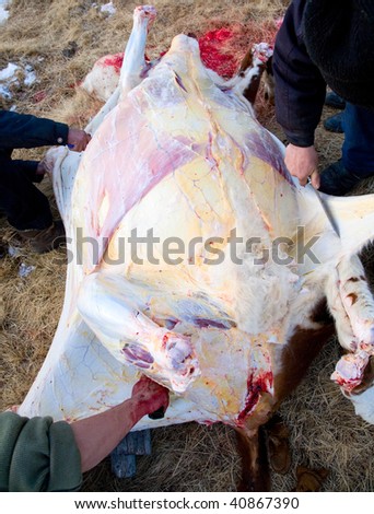 Shepherds cut up the carcass of a cow camp